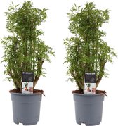 Kamerplanten van Botanicly – 2 × Aralia – Hoogte: 50 cm – Polyscias Balfouriana