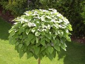 Bolcatalpa - Catalpa bignoides Nana | Omtrek: 8-12 cm | Hoogte: 300 cm