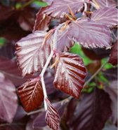 Rode Beuk - Fagus sylvatica Atropunicea | Omtrek: 10-14 cm | Hoogte: 300 cm