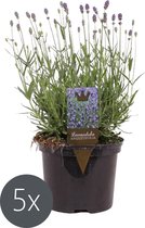 5x Lavendel Paars 'Lavandula angustifolia'- ↑20 - 30 cm (geschikt voor 1 m²)