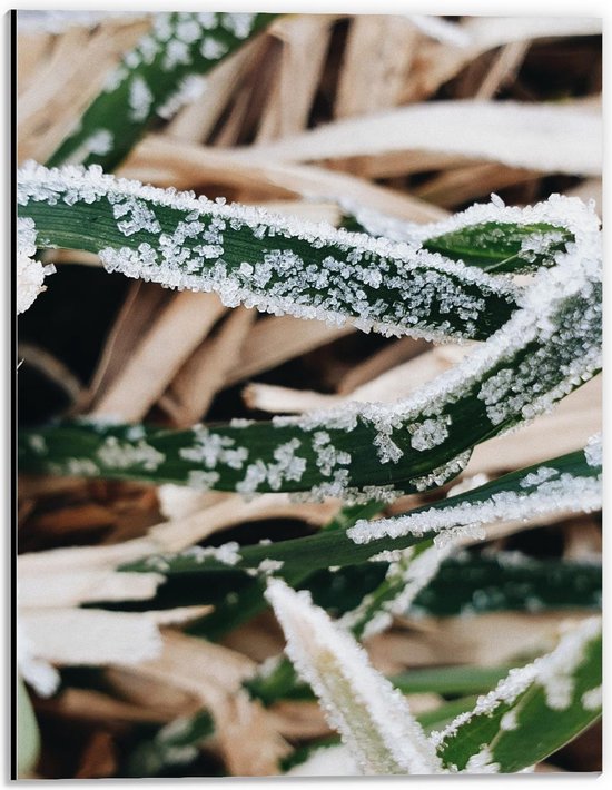 Dibond - Planten met IJs - 30x40cm Foto op Aluminium (Wanddecoratie van metaal)