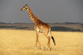 Tuinposter| Giraffe In Een Droog Gebied 90cm X 60cm– Tuinposter Voor Buiten / Buitencanvas/ Spandoek / Tuinschilderij (tuindecoratie) / Dieren / Giraffe + Ringen Om De 50cm