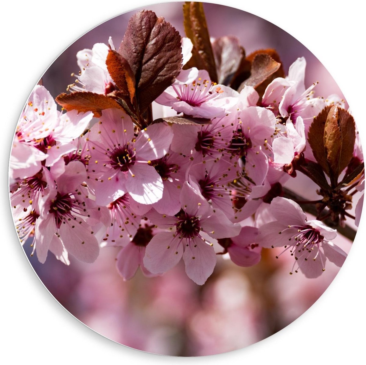 KuijsFotoprint Schilderij - In De Boom - Bruin En Roze - 80 X 80 Cm