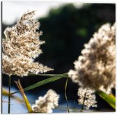 Dibond - Pampas Pluimen - 50x50cm Foto op Aluminium (Wanddecoratie van metaal)