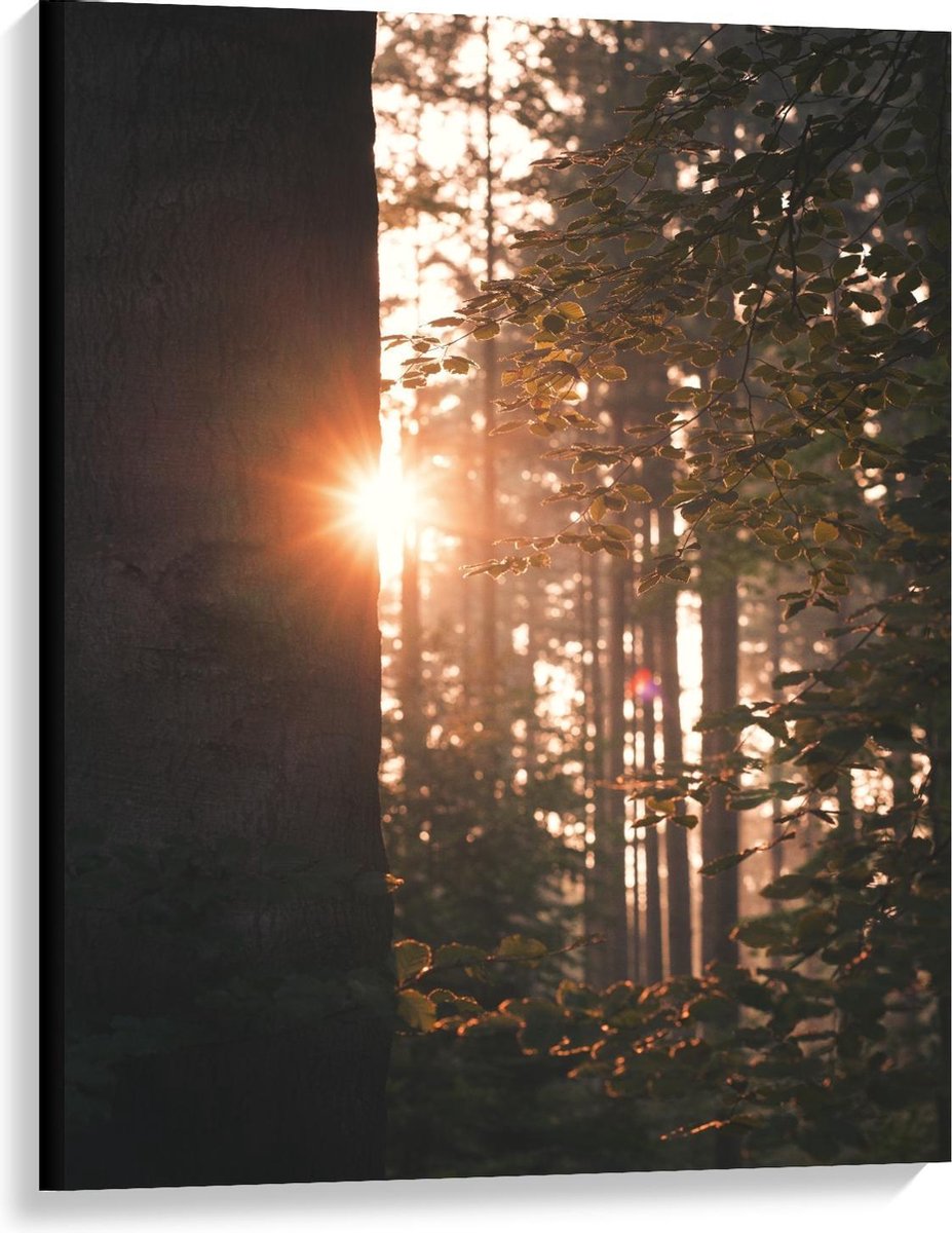 KuijsFotoprint Canvas - Schijnende Bomen tussen Bomen - 75x100cm Foto op Canvas Schilderij (Wanddecoratie op Canvas) Groen