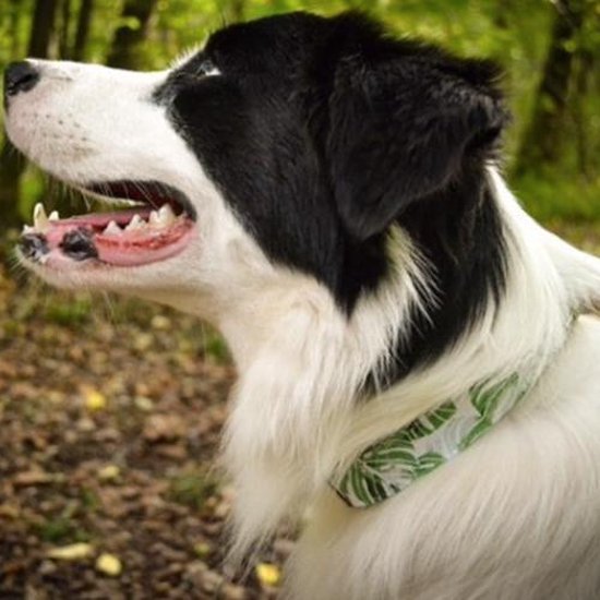 Honden halsband met blaadjes print - maat S | bol.com