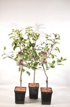 Fruitbomen mix - Patio - 1 Kers, 1 Appel en 1 Pruim - set van 3 Fruitbomen - Hoogte 90 - 100 cm