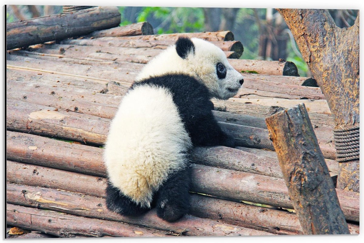 Dibond - Baby Panda Klimmend op Houten Planken - 60x40cm Foto op Aluminium (Wanddecoratie van metaal)