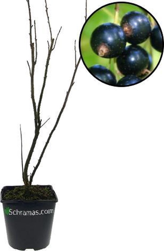 Ribes nigrum 'Tiben' zwarte aalbes, 2 liter pot