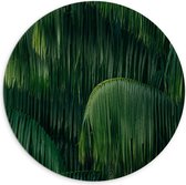 Dibond Wandcirkel - Groene Bladeren - 100x100cm Foto op Aluminium Wandcirkel (met ophangsysteem)