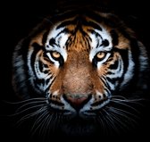 Tiger king 150 x 100  - Dibond