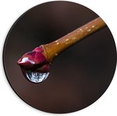 Dibond Wandcirkel - Lente Knopje met Druppel - 20x20cm Foto op Aluminium Wandcirkel (met ophangsysteem)