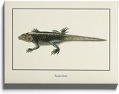 Walljar - Agama Atra - Dieren poster met lijst