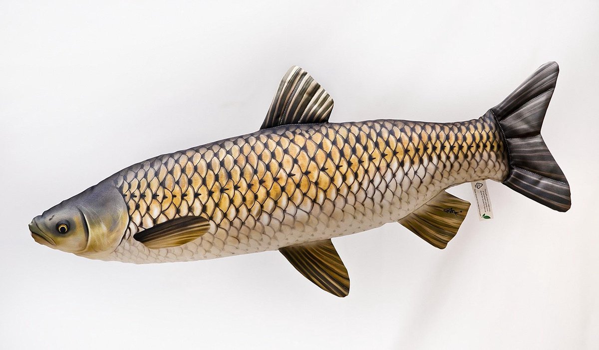 Gaby Graskarper / Grass Carp viskussen 75cm