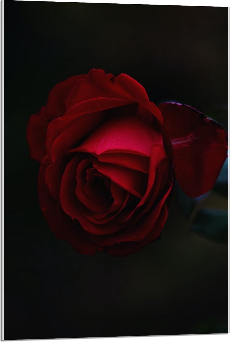 Plexiglas - Donkerrode Roos - 60x90cm Foto op Plexiglas (Wanddecoratie op Plexiglas)