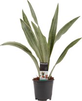 Kamerplant van Botanicly – Vrouwentongen – Hoogte: 55 cm – Sansevieria Aubrytniana Metallica