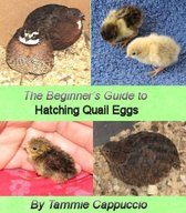 The Beginner's Guide to Hatching Quail Eggs