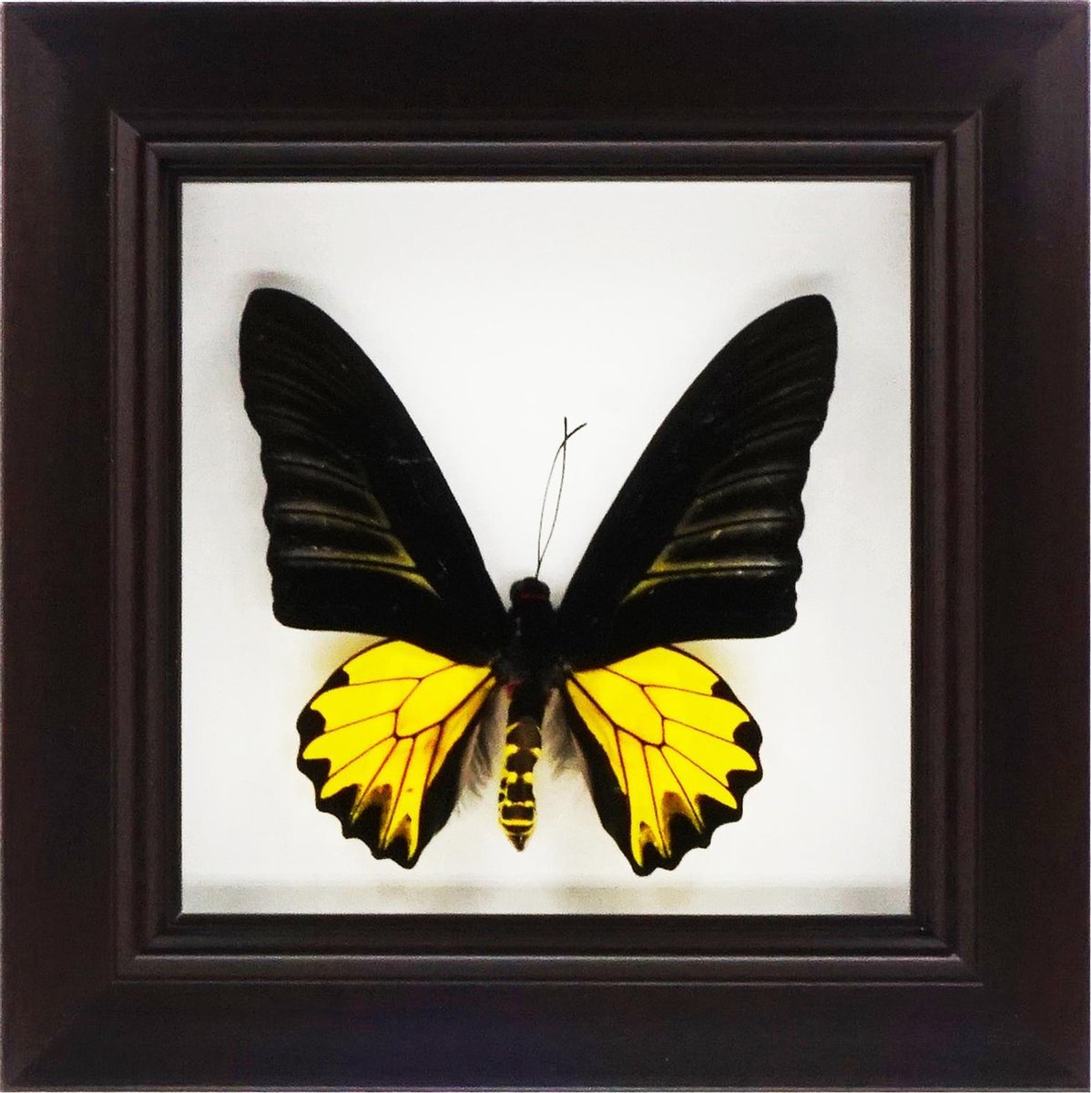 Apeirom Decoratief Opgezette Vlinder in 3D Lijst - 17.5*17.5cm - Lijst Donkerbruin