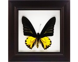 Apeirom Decoratief Opgezette Vlinder in 3D Lijst - 17.5*17.5cm - Lijst Donkerbruin