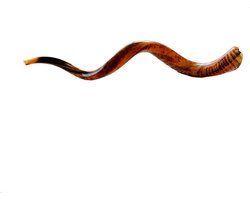 Shofar | Sjofar | Trophy Horn |  90CM+