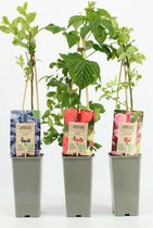 Fruitplanten Superfood mix - set van 3 verschillende soorten Superfood fruit - hoogte 30-40 cm