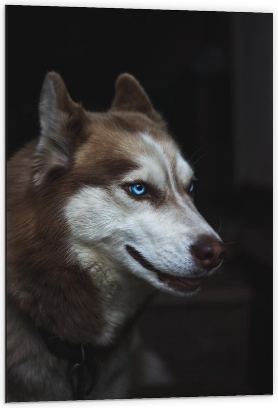 Dibond - Bruine Hond met Wit Hoofd en Blauwe Ogenn - Foto op Aluminium (Wanddecoratie van metaal)
