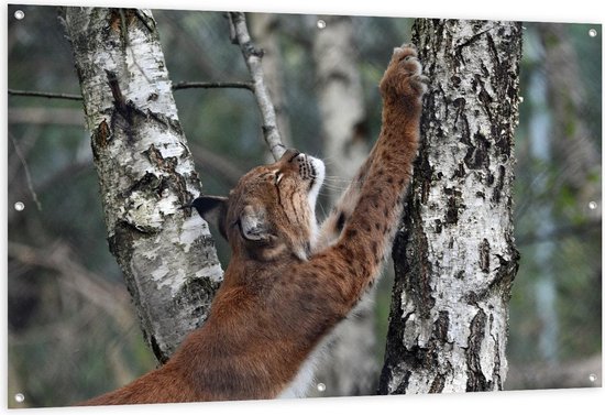 Tuinposter – Lynx bij Boom - 150x100cm Foto op Tuinposter  (wanddecoratie voor buiten en binnen)