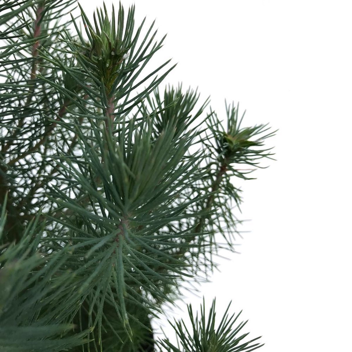 Pinus pinea silver crest описание