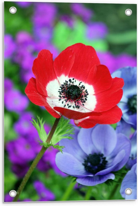 Tuinposter – Rode Bloem met Paarse Bloementjes op de Achtergrond - 40x60cm Foto op Tuinposter  (wanddecoratie voor buiten en binnen)