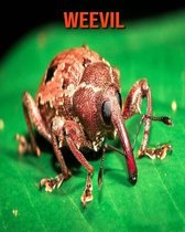 Weevil