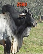 Zebu