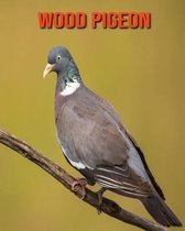 Wood Pigeon