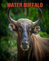 Water Buffalo