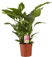 Hellogreen Kamerplant - Lepelplant Spathiphyllum Sweet Lauretta - ↕ 100 cm