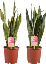 Hellogreen Kamerplanten - Set van 2 - Sanseveria Vrouwentong Classic - ↕ 50 cm