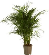 Hellogreen Kamerplant - Goudpalm Dypsis Lutescens - ↕ 125 cm