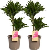 Hellogreen Kamerplanten - Set van 2 - Dracaena Drakenbloedboom Compacta - ↕ 60 cm