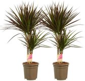 Hellogreen Kamerplanten - Set van 2 - Dracaena Drakenbloedboom Margenta - ↕ 80 cm