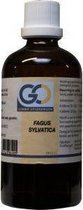 Go Fagus Sylvatica 100 ml