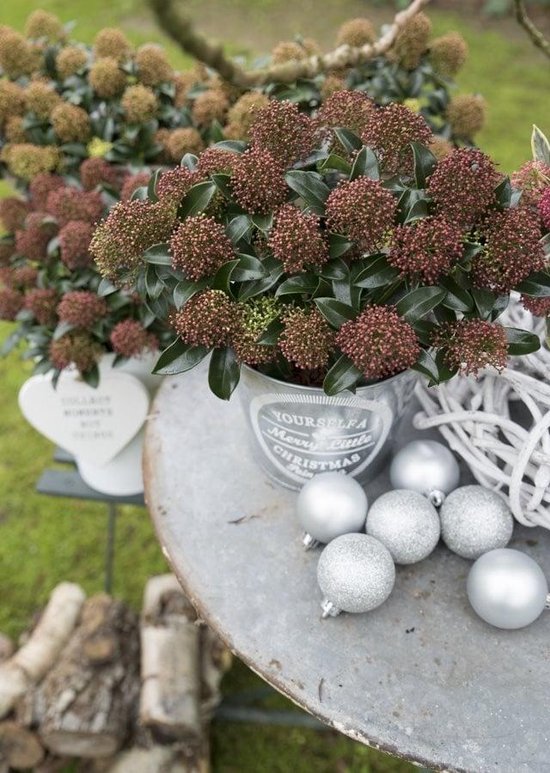 Skimmia jap. Marlot - Set van 2 - Potmaat 2 liter - Creme Groene Bloem - Wintergroen