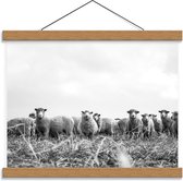 Schoolplaat – Aankijkende Schapen (zwart/wit) - 40x30cm Foto op Textielposter (Wanddecoratie op Schoolplaat)