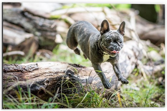 Dibond - Springende Hond - 60x40cm Foto op Aluminium (Wanddecoratie van metaal)