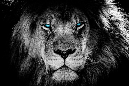 Canvasdoek - Schilderij - Leeuw Lion Blauwe Ogen Aan De Muur Natuur - Wit En Blauw - 20 X 30 Cm