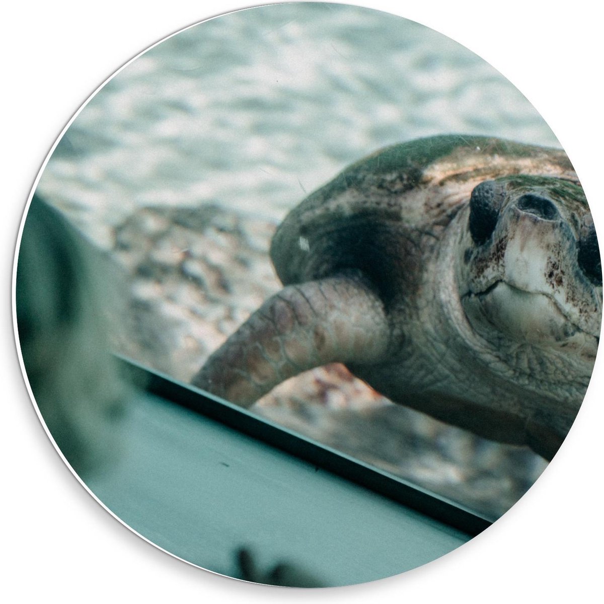 Forex Wandcirkel - Schildpad in Aquarium - 30x30cm Foto op Wandcirkel (met ophangsysteem)