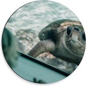 Dibond Wandcirkel - Schildpad in Aquarium  - 30x30cm Foto op Aluminium Wandcirkel (met ophangsysteem)