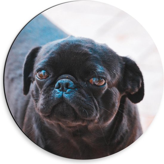 Dibond Wandcirkel - Mopshond met Puppyogen - 30x30cm Foto op Aluminium Wandcirkel (met ophangsysteem)