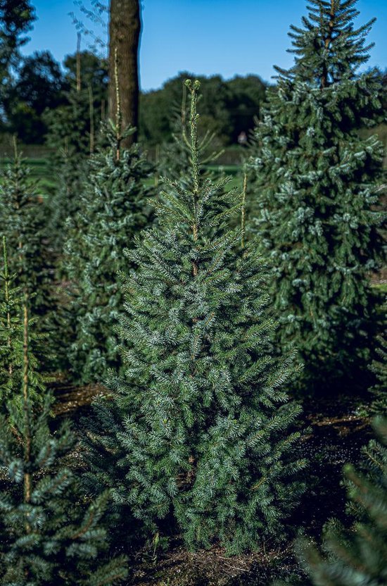 Blauwspar Kerstboom 150cm 170cm. Echte kerstboom bol