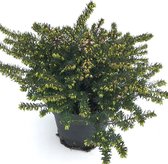 Erica darleyensis  - heideplant - rode winterheide - winterhard - potmaat 12cm - 3 planten