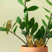 Plant Animals - Owl - Playful Creates For Your Plants!