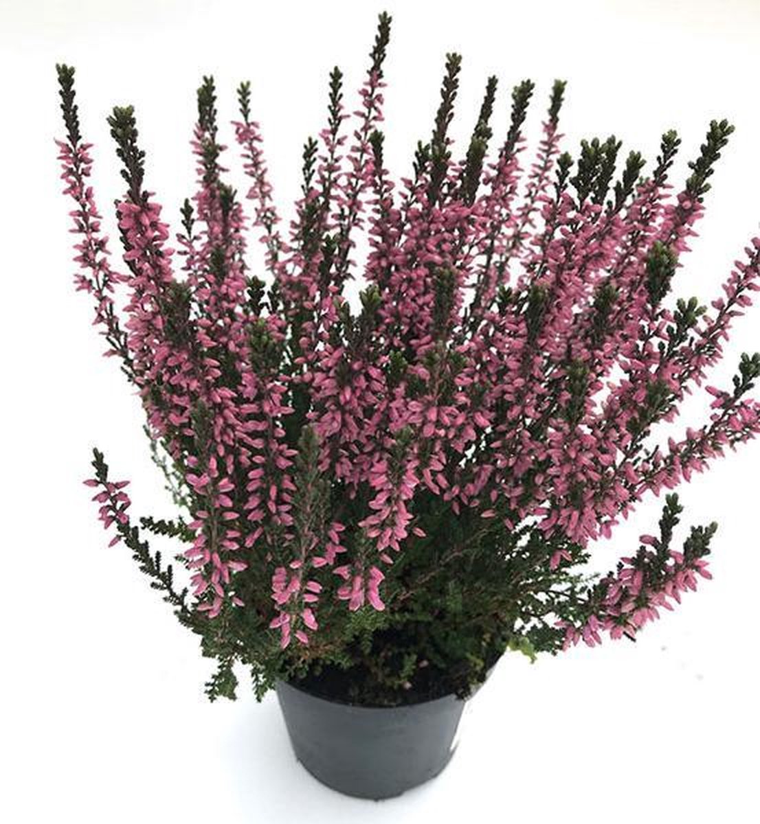 Struikheide of Calluna vulgaris - & Bloei